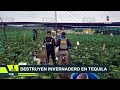 FGR destruye casi 1,500 plantas de marihuana en invernadero clandestino en Tequila | Noticias GDL