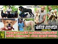 അതി ഭീകര നായകൾ പോലും ഇവിടെ പൂച്ചക്കുട്ടി |Alabai,Cane Corso,Rottweiler,Beagle,Labrador,IndianPariah.