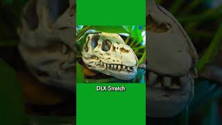 Dlx Stretch Macro Helicoid Adapter In Action