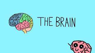 The Brain | Topic 1.4 | AP/College Psychology