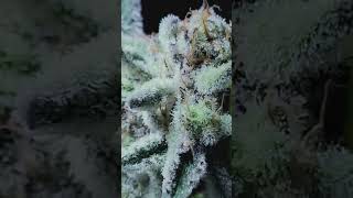 Solfire gardens - Trich Beast clones - Week 12 Harvest
