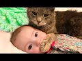 Baby and Cats Playing Together  -  Funny Baby and Pets Moments