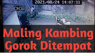 Pencuri kambing Gorok ditempat terekam kamera  (24 Agustus 2021)
