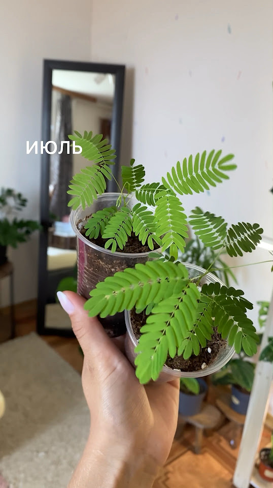 Как выглядят семена комнатных растений в июле🌿 #растения # ...