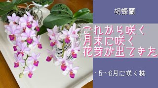 2024年5月10日 5月の胡蝶蘭 《これから咲く・月末に咲く・花芽が出