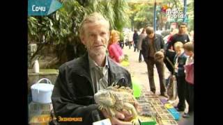 Появится ли в Сочи настоящий птичий рынок? Появится ли в Сочи настоящий птичий рынок?