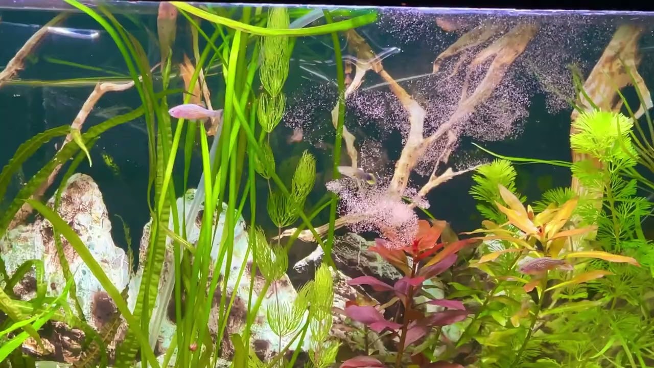 Кормление рачком  артемии рыбок 