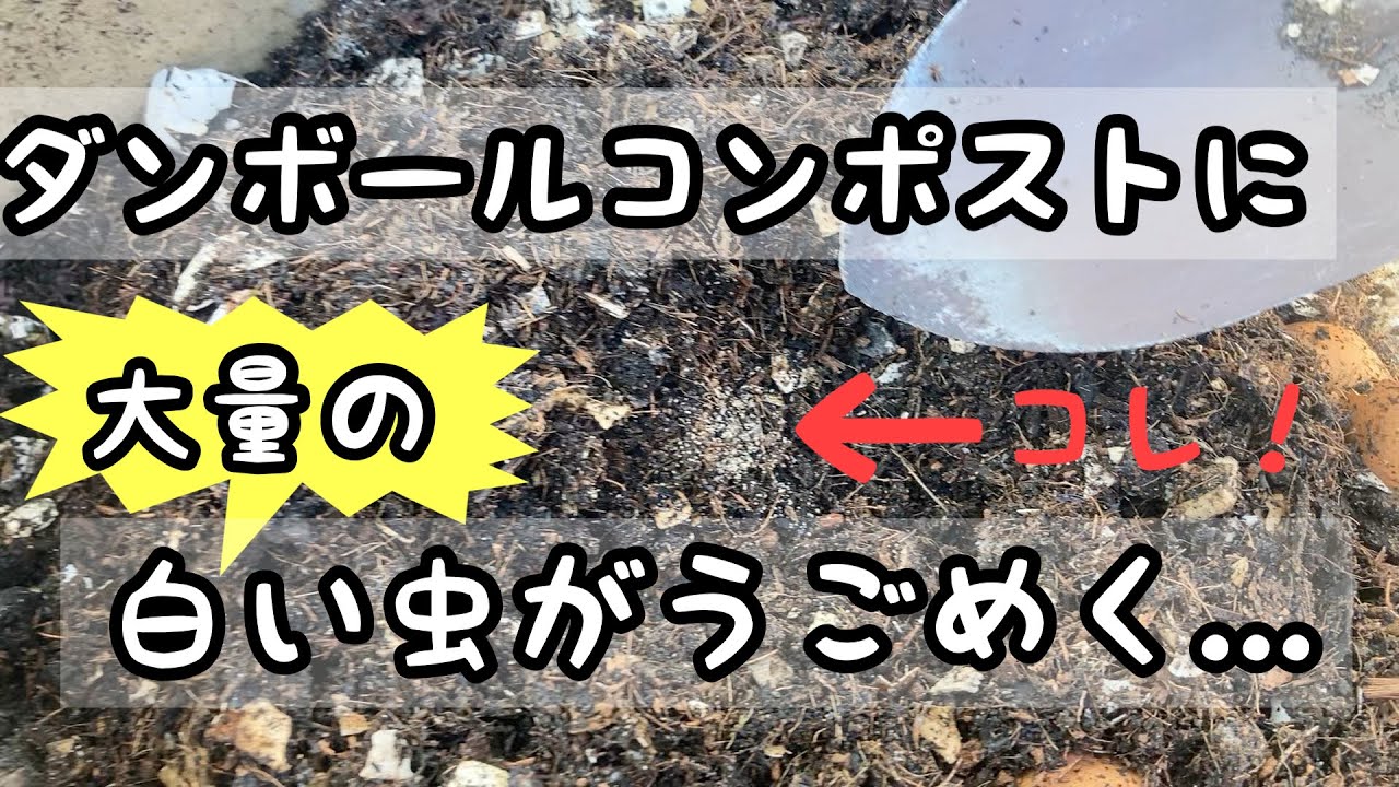 大量の白い虫たちがうごめくダンボールコンポストの中身 Youtube