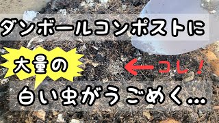 大量の白い虫たちがうごめくダンボールコンポストの中身 Youtube 大量の白い虫たちがうごめくダンボールコンポストの中身 Youtube