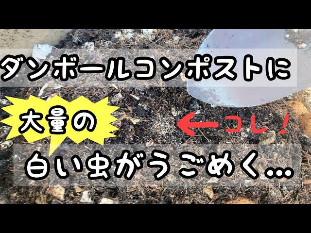 大量の白い虫たちがうごめくダンボールコンポストの中身 Youtube 大量の白い虫たちがうごめくダンボールコンポストの中身 Youtube