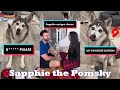 Best Dog Shorts Of All Times | Funny @sapphie_the_pomsky Shorts 2024