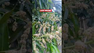 please subscribe #jobbiehebriovlogs