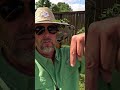Angelito Fig Single Node Giveaway Here We GO!! @FiggyEd @JaysFigsTx #figs #figtrees #gardening