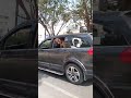 Great Dane Dog in car #greatdane #doglover #dog #ytshorts #viralshorts #greatdanehybrids