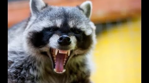 Simple Way to Raccoon & Squirrel Proof Fruit Trees