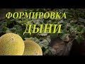 Формирование дыни