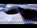 Seals says aaaaaaaaaahhh credits to yesbacon