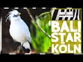 Kölner Zoo: BALISTARE - Rettung einer Art | zoos.media