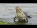 See ya soon alligator! Last day to apply for alligator hunting tags