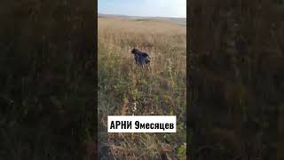 Натаска Дратхаара по перепелу. Арни 9 месяцев.#pointingdog #дратхаар #huntingdog #натаскалегавых