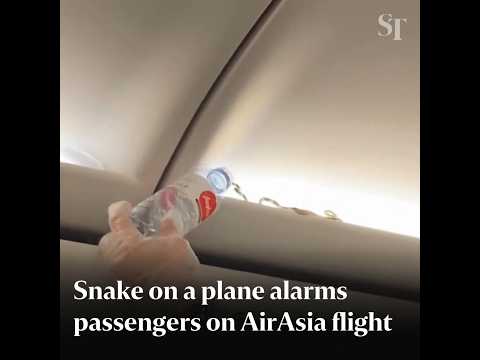 Snake on AirAsia flight alarms passengers