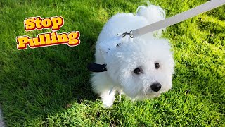 Train your Puppy to Walk on a Loose Leash (Stop Pulling!)