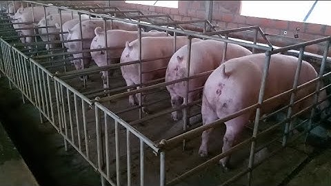 Cách Làm Chuồng Nái Bầu Tiết Kiệm Hiệu Quả