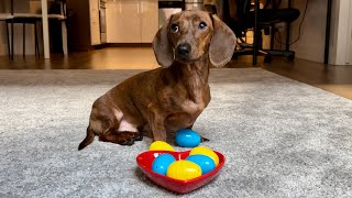 Mini dachshund goes Easter egg hunting!