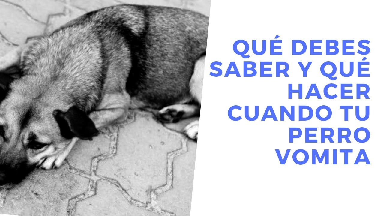 Qué Debes Saber y Qué Hacer Cuando Tu Perro Vomita YouTube Qué Debes Saber y Qué Hacer Cuando Tu Perro Vomita YouTube