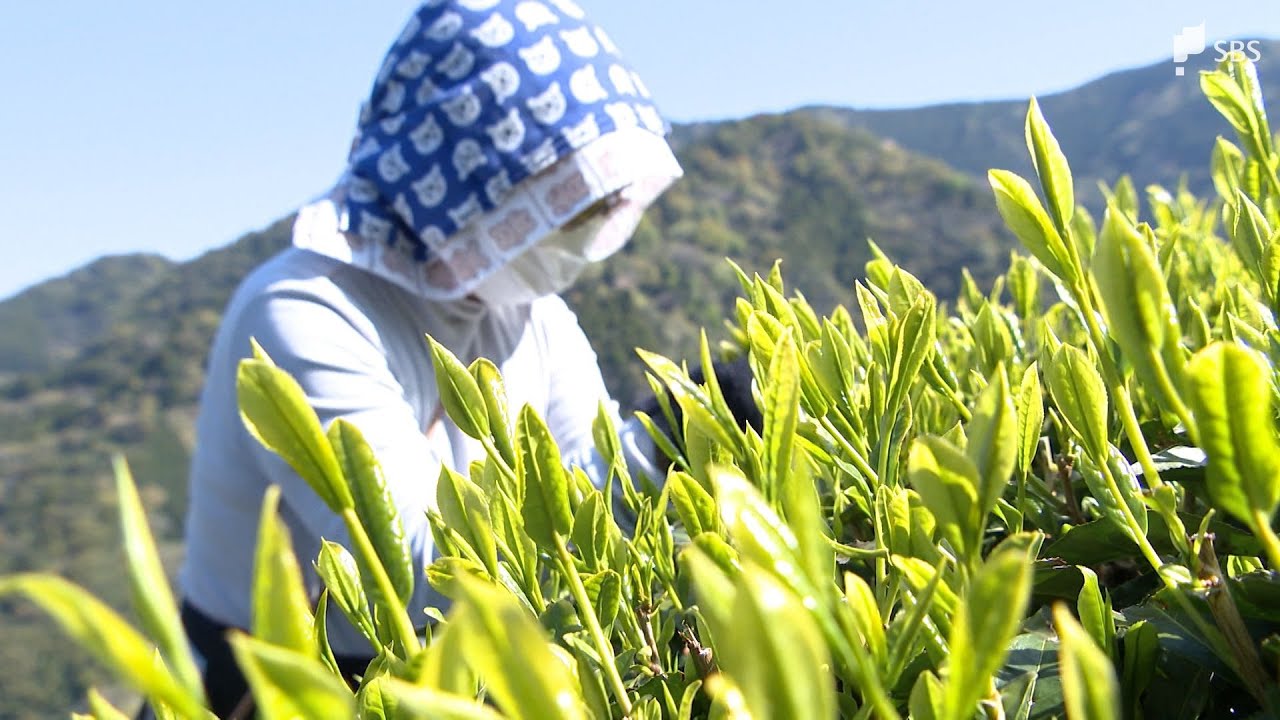 新茶初摘み「静岡には鹿児島にも負けない良いお茶がたくさんある」本格