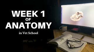 Week 1 of Anatomy in Vet School at the University of Arizona