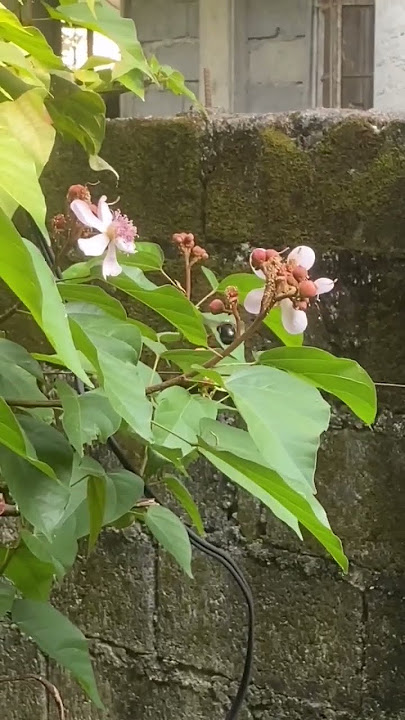 #beuatiful #flowers with bee's