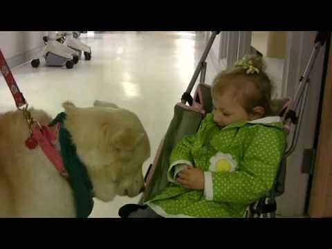 Therapy dogs: a furry comfort