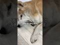 闘病中の15歳柴犬いちご。仕事で家を留守にしてたけど、無事でした。よかった。#柴犬 #shibainu