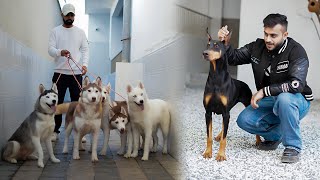 International Standard Siberian Husky Dog Kennel in Punjab,India 🇮🇳 | 30+ Dogs 😱