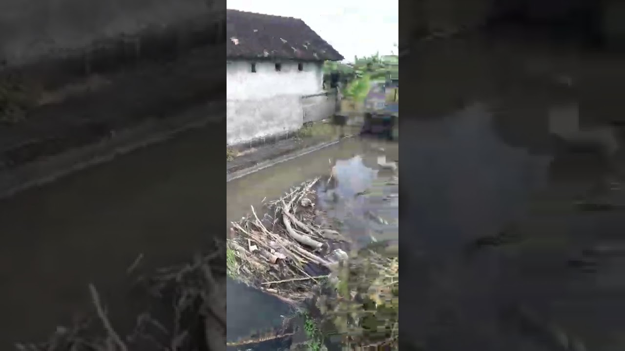 mancing nilem umpan daun pakis muda haup pokok e
