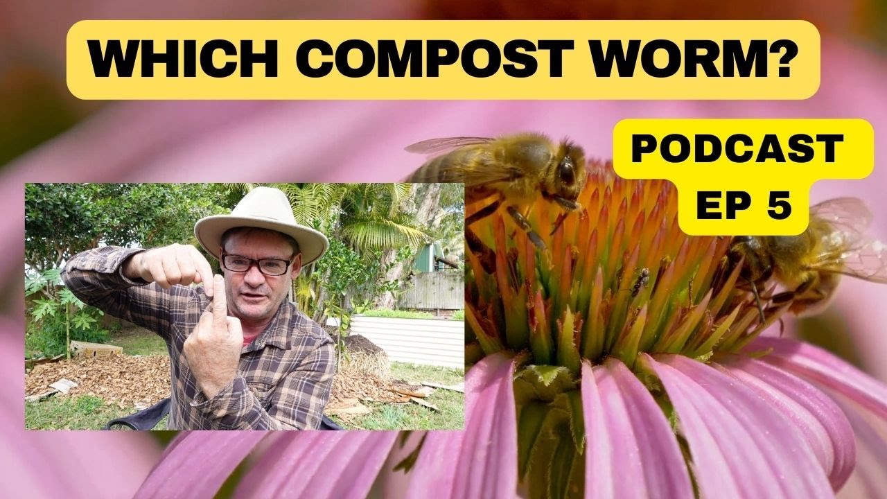 WHICH COMPOST WORM Should You Have YouTube which-compost-worm-should-you-have-youtube