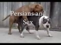 persians and sex