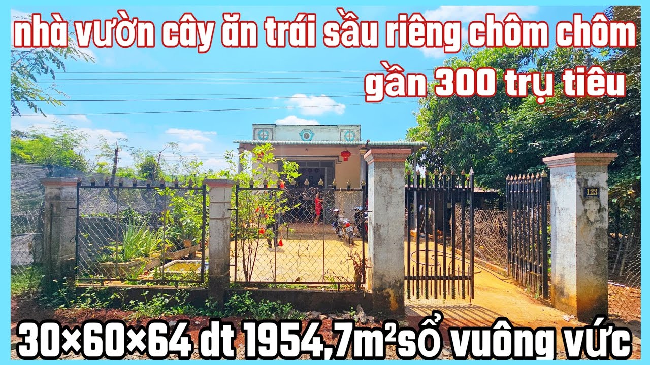 Nhà vườn trái cây sầu riêng +chôm chôm +xoài +vú sữa + tiêu 30×65 dt 1954,7m² cln giá 900tr bao sổ 