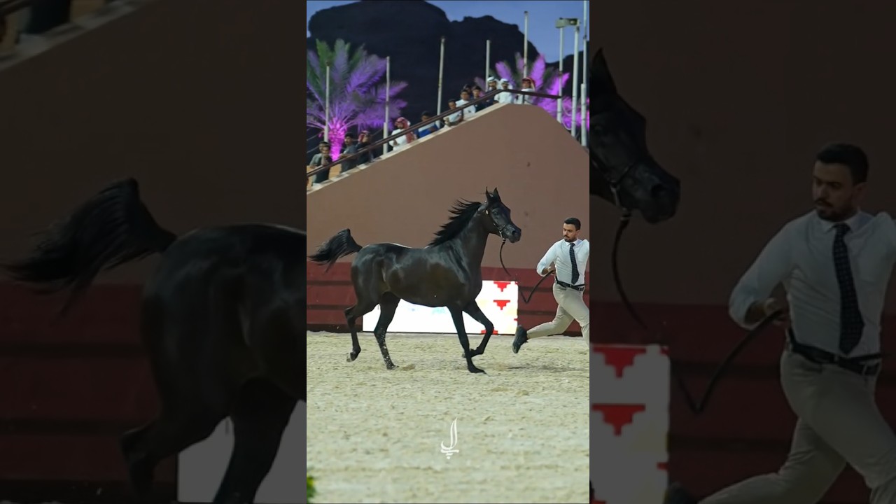 Arabian horse king of the night