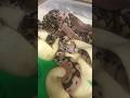 Another clutch hatching out! #ballpython #ballpythonbreeder #ballpythonbabies #royalpython #snake