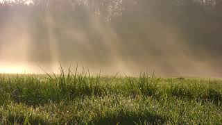 Nature Healing Meditation For Deep Trance Healing Astral Travel Third Eye screenshot 3