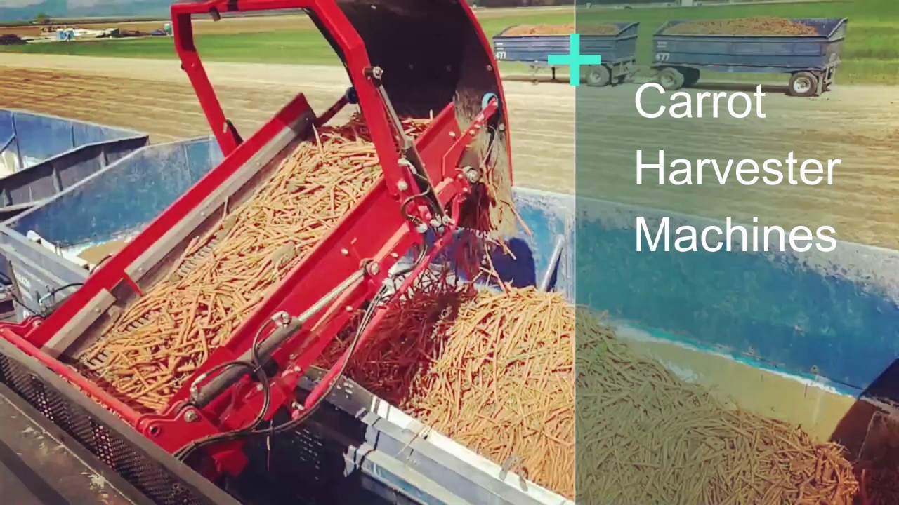 🥕🥕 Automated Carrot Harvester Machines Are Mesmerizing to Watch in