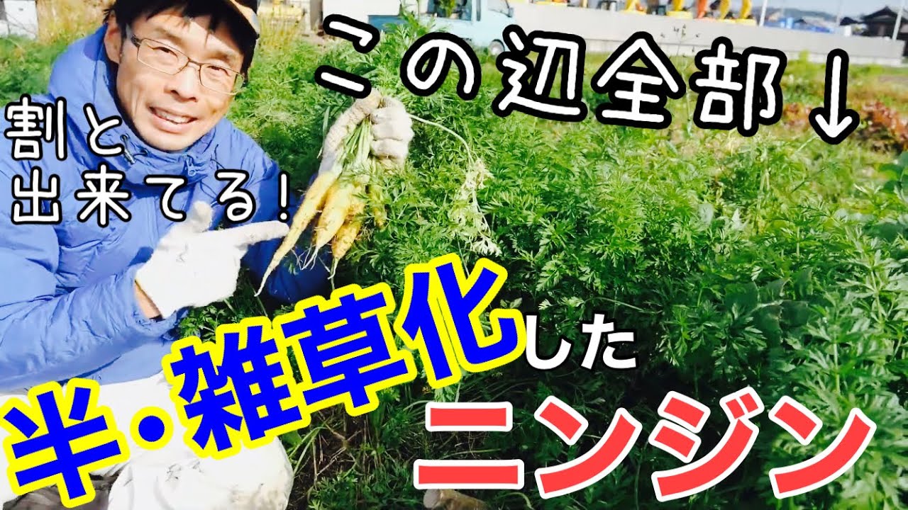 自然生えが一番？半分雑草化したニンジンと栽培したニンジンの比較【土の話】2021年11月25日