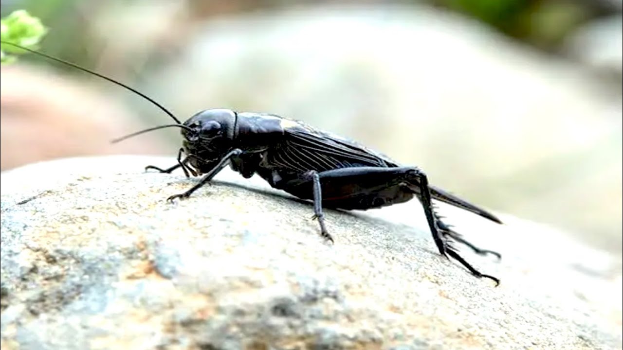 Black cricket sound Cricket Sounds