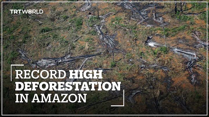 Brazil reports record high deforestation statistics in the Amazon