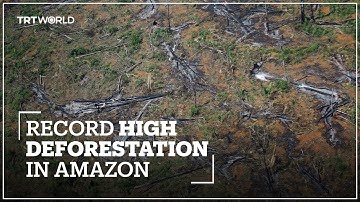 Brazil reports record high deforestation statistics in the Amazon