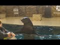 【オットセイ】ひじきくんのトレーニング風