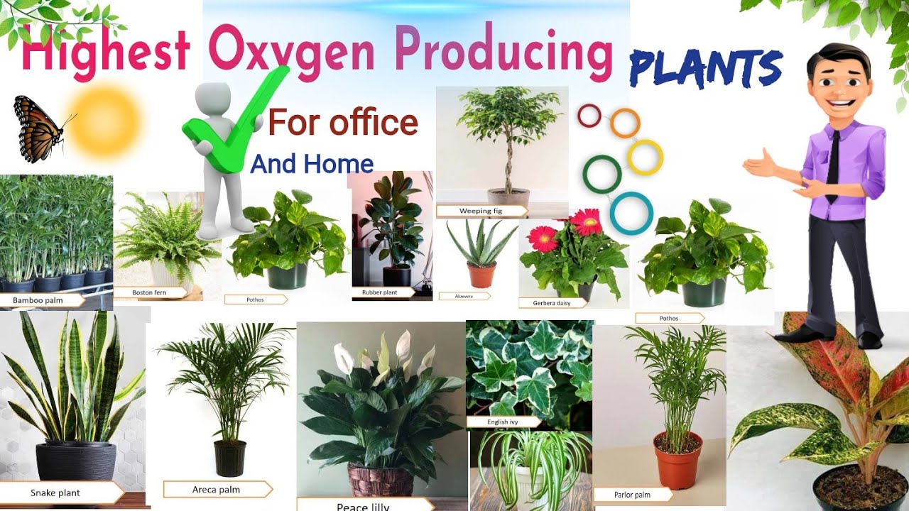 palm like plants for indoors 5' Kentia Palm Silk Tree