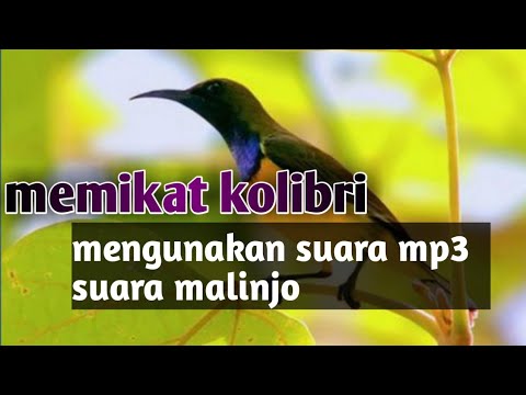 memikat burung kolibri// suarapikat mp3 malinjo-bersama ragil 